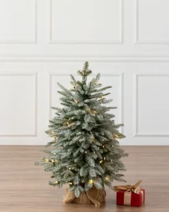 BH Frosted Balsam Fir® Tabletop Trees