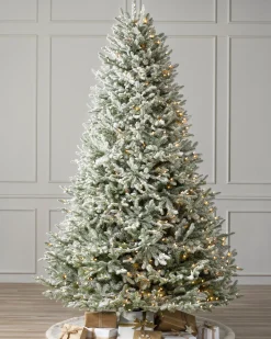 BH Frosted Balsam Fir Trees