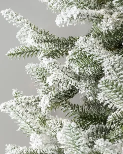 BH Frosted Balsam Fir Trees