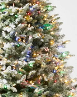 BH Frosted Balsam Fir Trees