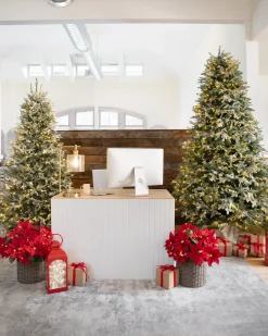 BH Frosted Balsam Fir Trees