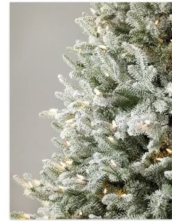BH Frosted Balsam Fir Trees