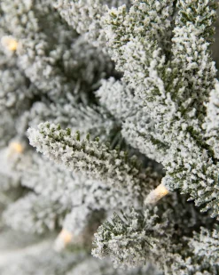 BH Frosted Fraser Fir® Foliage