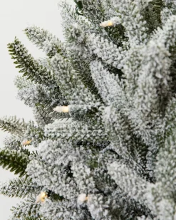 BH Frosted Fraser Fir® Foliage