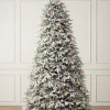 BH Frosted Fraser Fir® Trees