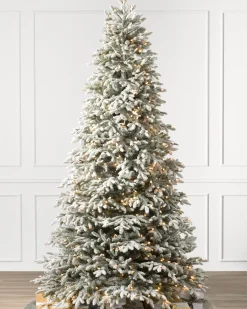 BH Frosted Fraser Fir® Trees