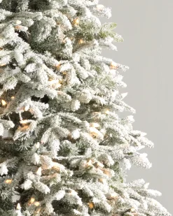 BH Frosted Fraser Fir® Trees