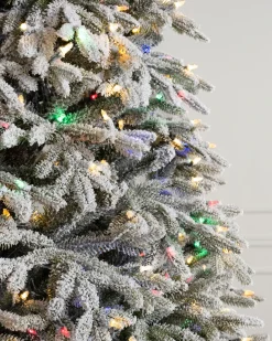 BH Frosted Fraser Fir® Trees