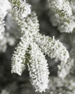 BH Frosted Fraser Fir® Trees