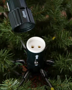 BH Frosted Fraser Fir® Trees