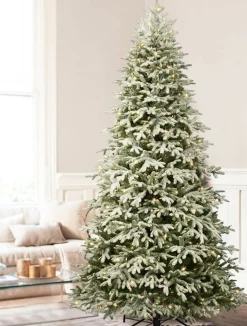 BH Frosted Fraser Fir® Trees