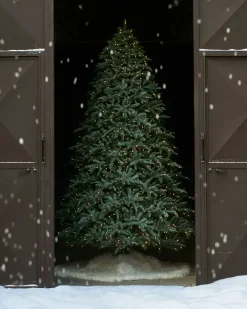 BH Noble Fir® ReNEW™