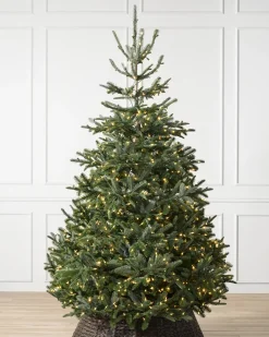 BH Nordmann Fir Trees