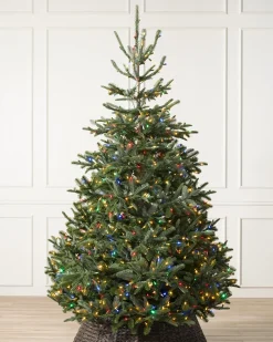 BH Nordmann Fir Trees