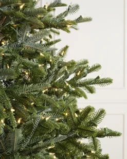 BH Nordmann Fir Trees