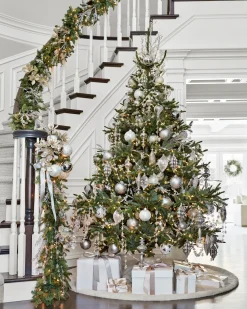 BH Nordmann Fir Trees