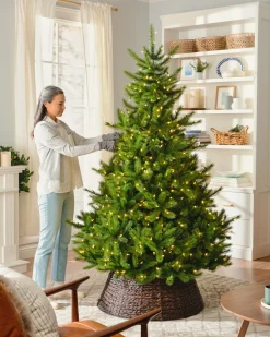 BH Nordmann Fir Trees