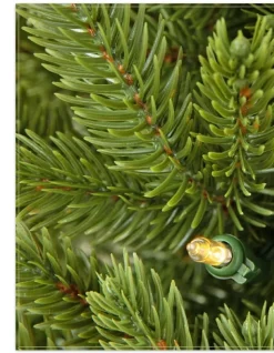 BH Norway Spruce Foliage