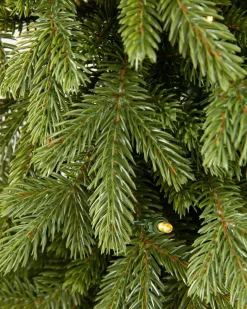 BH Norway Spruce Foliage