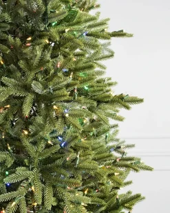 BH Norway Spruce Trees