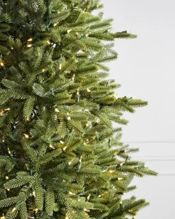 BH Norway Spruce Trees