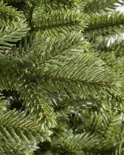 BH Norway Spruce Trees