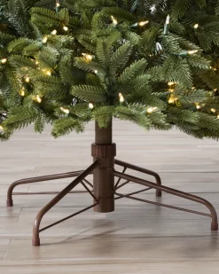 BH Norway Spruce Trees