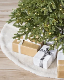 BH Norway Spruce Trees