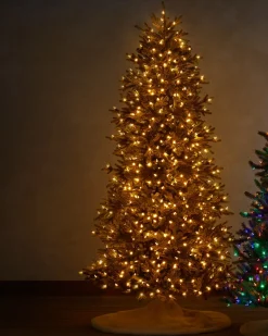 BH Norway Spruce Trees