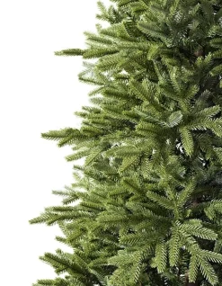 BH Norway Spruce Trees