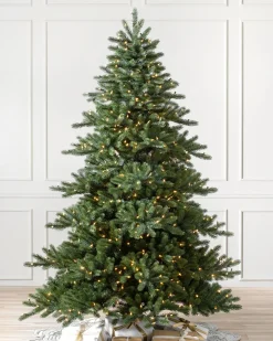 Biltmore® Spruce Trees