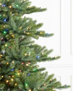 Biltmore® Spruce Trees