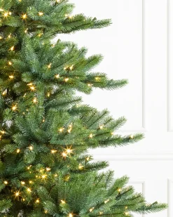 Biltmore® Spruce Trees