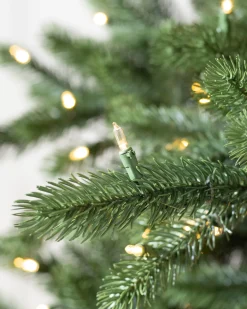 Biltmore® Spruce Trees