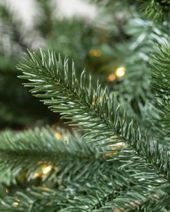 Biltmore® Spruce Trees