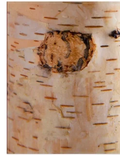 Birch Miracle Flame LED Candles