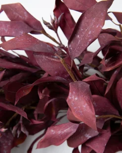 Burgundy Leaves Foliage