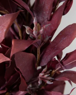 Burgundy Leaves Foliage
