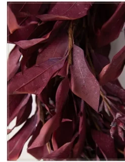 Burgundy Leaves Foliage