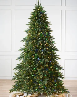 California Baby Redwood Trees