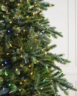 California Baby Redwood Trees