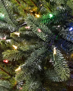 California Baby Redwood Trees