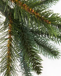 California Baby Redwood Trees