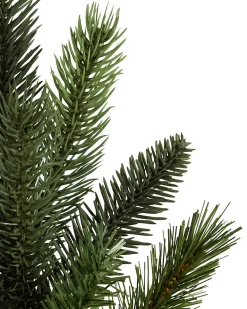 California Baby Redwood Trees