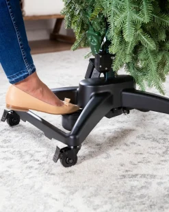 California Baby Redwood Trees