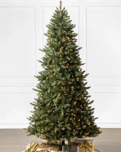 California Fir Trees