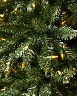 California Fir Trees