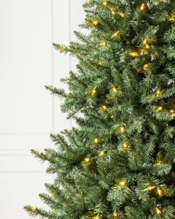 California Fir Trees