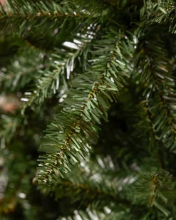 California Fir Trees