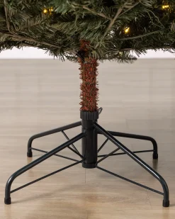 California Fir Trees